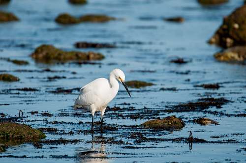 bird photo of white long-beaked bird on body of water heron