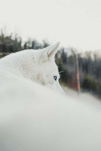 mammal photography of dog wolf