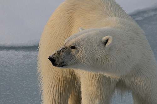 bear polar bear closeup photography wildlife