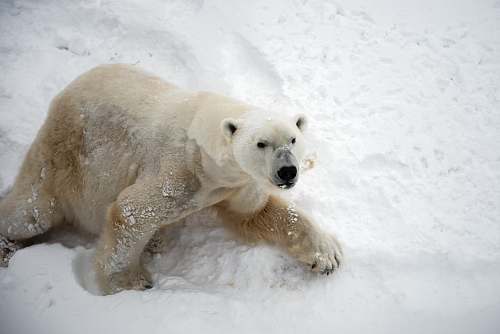 bear polar bear on snow polar bear