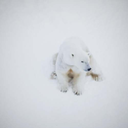 lapland polar bear on snow covered ground finland