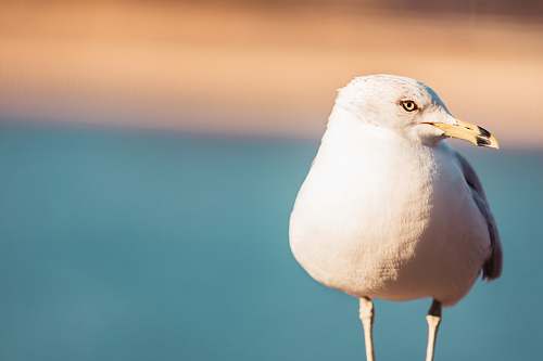 seagull rule of thirds photography of white bird bird