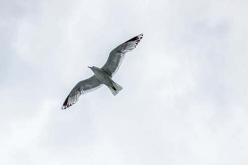 bird seagull flying under white clouds seagull