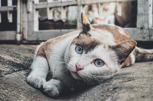 pet selected-focus photo of tricolor cat leaning on gray concrete paving cat