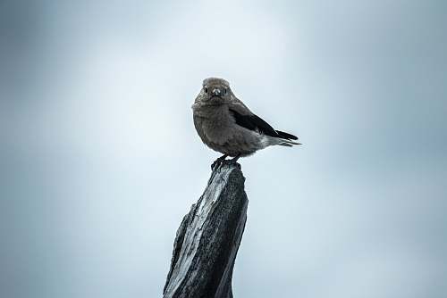 bird selective focus photography gray bird on branch of tree feather