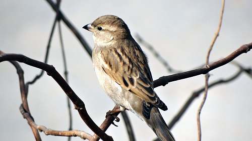 bird selective focus photography of sparrow standing on branch sparrow