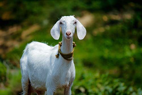 goat selective focus photography of white goat mammal