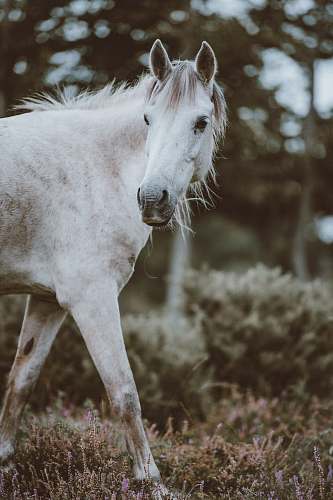 horse selective focus photography of white horse near green leaf plant mammal