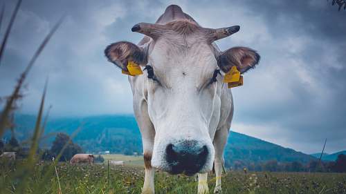 cattle shallow focus of cow on green field cow