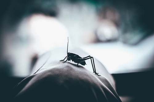insect shallow focus photography of black grasshopper invertebrate