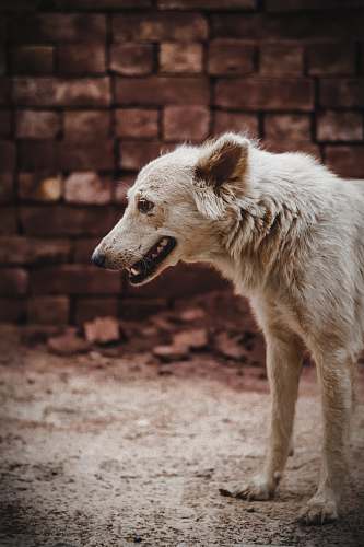 dog short-coated white dog on focus photography pet