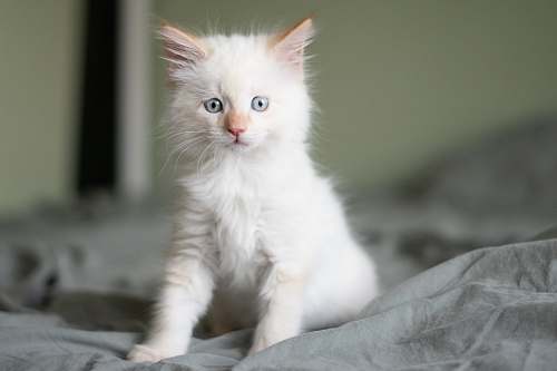 pet short-coated white kitten cat