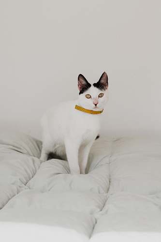 cat short-haired white cat on white bed pet