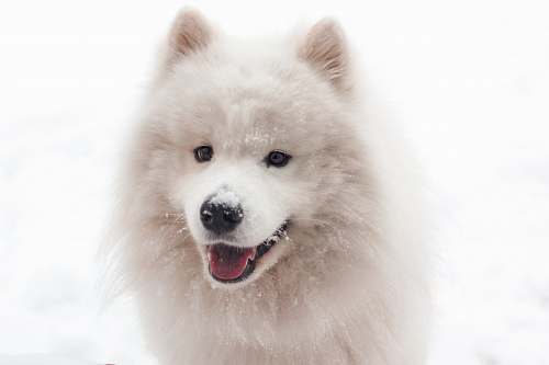 dog Siberian husky canine