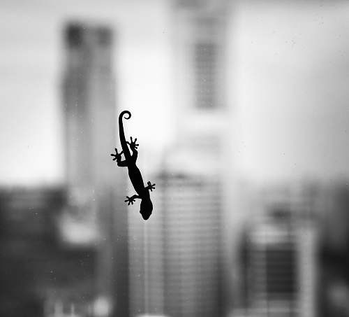 black-and-white silhouette of house lizard singapore