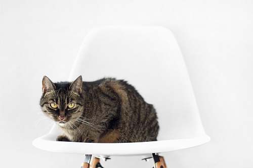 cat silver and black cat on white chair pet