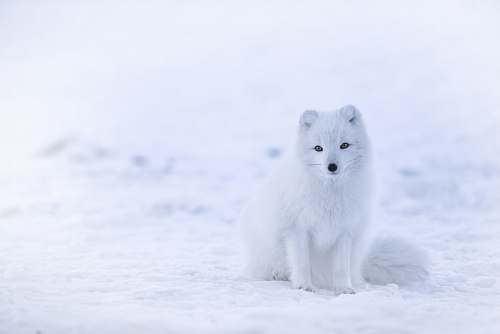 fox snow fox on snowfield arctic fox