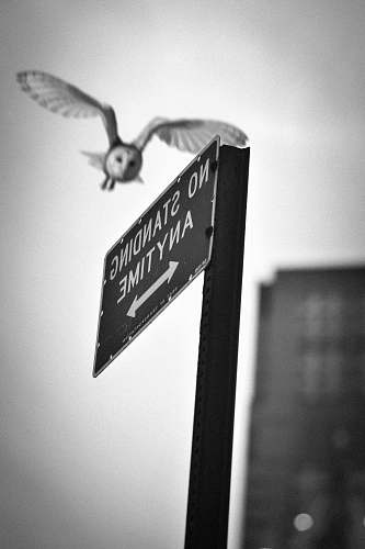 black-and-white soaring owl over no standing anytime signage bird