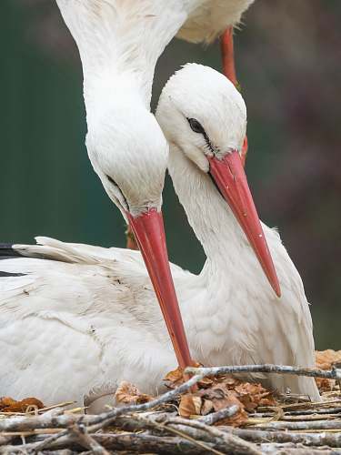 bird two white birds stork