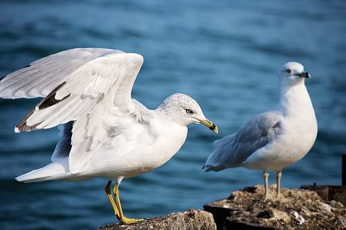 seagull two white seagulls standing on gray stones bird