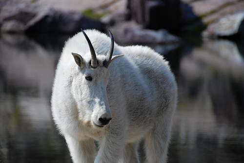 goat white 4-legged animal with horns mountain goat