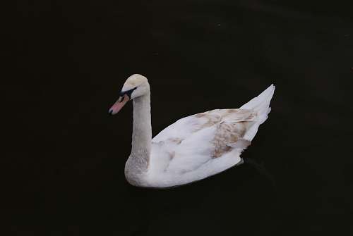 bird white and beige swan swan