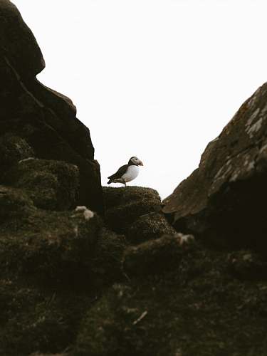 bird white and black bird puffin