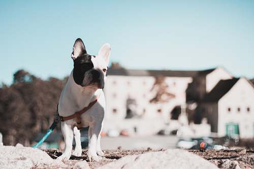 dog white and black dog near buildings canine