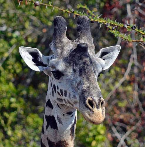 giraffe white and black giraffe wildlife
