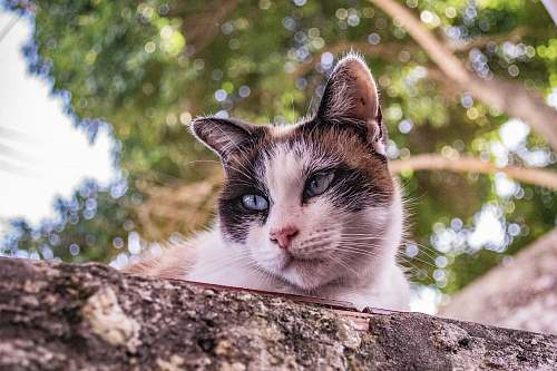 cat white and brown cat on top of concrete wall mammal