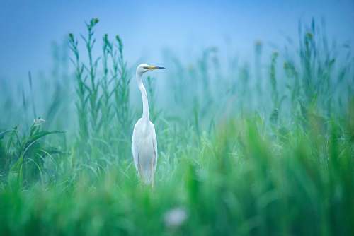 bird white bird at a green grassy field waterfowl