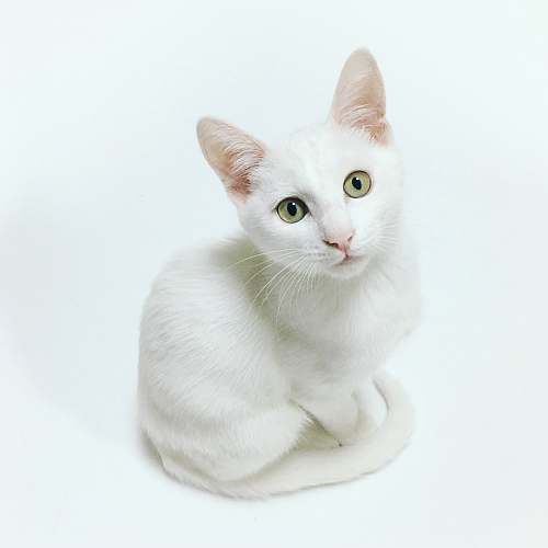 cat white cat pet