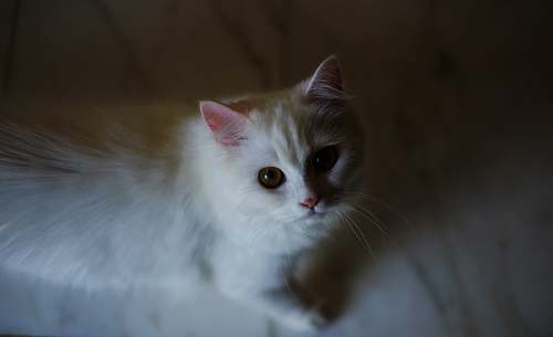 cat white cat looking up angora
