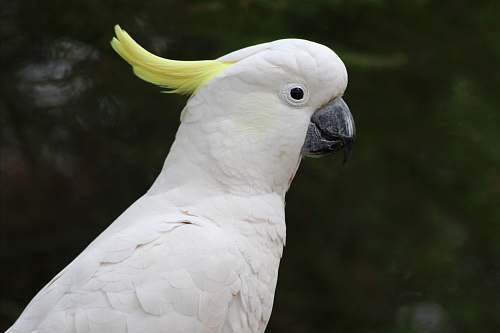 bird white Cockatoos cockatoo