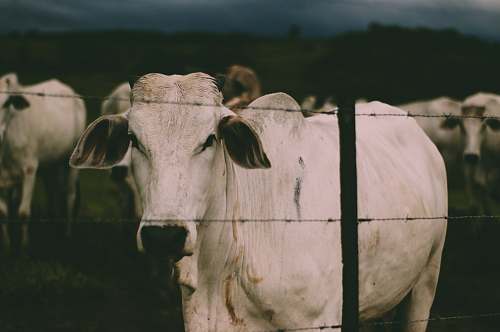 cow white cow inside the fence at night cattle