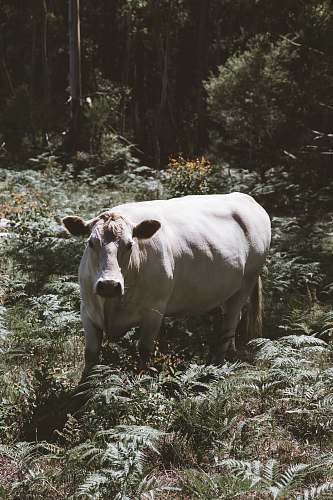 cow white cow on green grass field forest