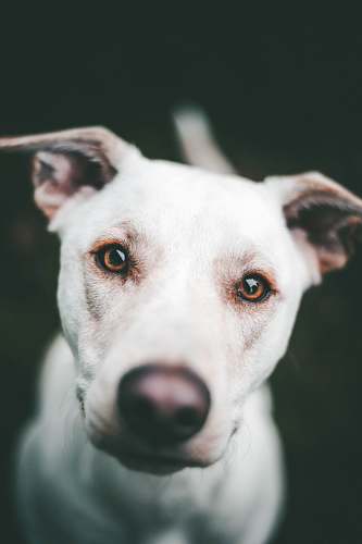canine white dog face dog