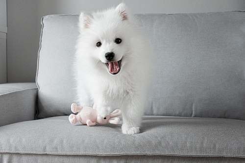 canine white dog on grey sofa mammal