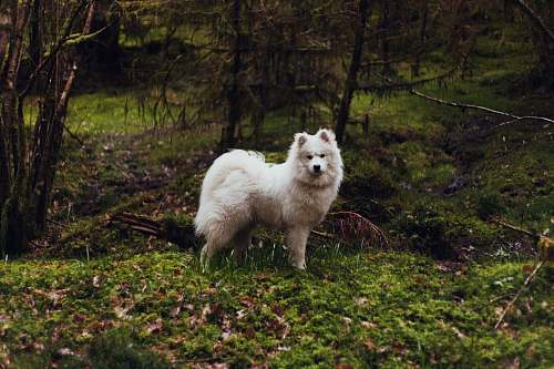 mammal white dog standing on green grass canine
