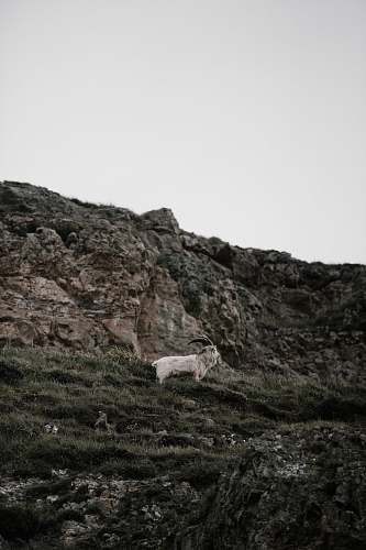 goat white goat on green grass mammal