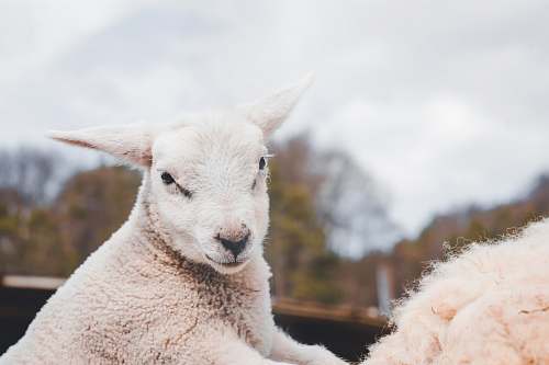 sheep white goat mammal