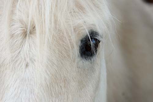 white white horse's right eye horse