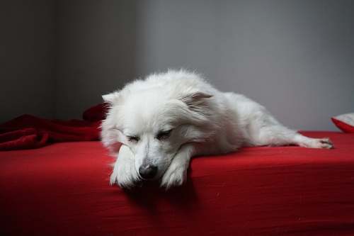 dog white long-coated dog canine
