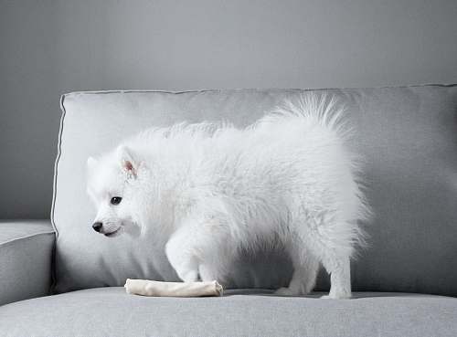 canine white Pomeranian dog on gray couch mammal
