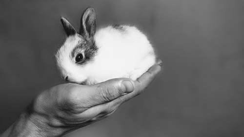 black-and-white white rabbit kit nepal