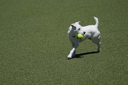 mammal white short coated dog with ball in mouth running on grass canine