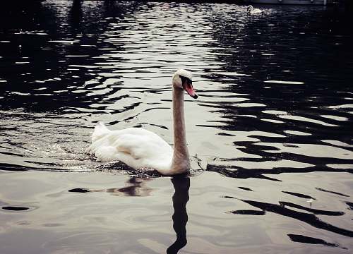 bird white swan on body of water close-up photography water