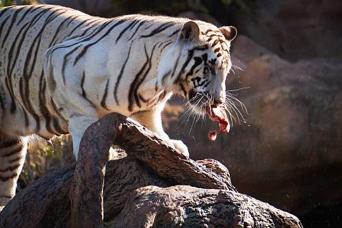 tiger white tiger eating raw meat on rock wildlife