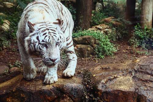 tiger white tiger on brown rock formation wildlife