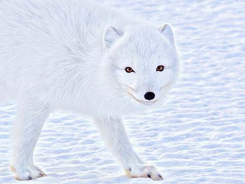 mammal wildlife photography of a white wolf arctic fox